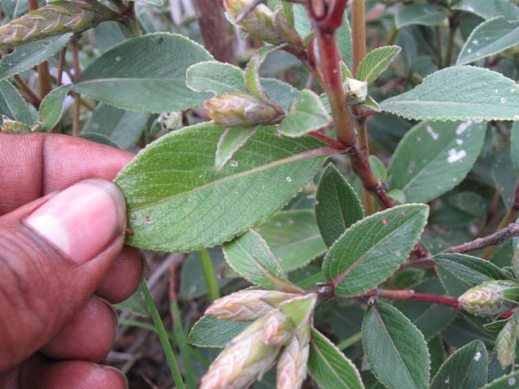 Strobilanthes kunthiana eFlora of India